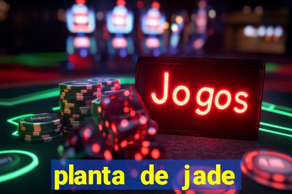 planta de jade significado espiritual